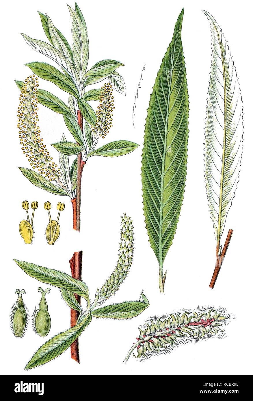 White Willow (Salix alba), medicinal plant, useful plant, chromolithograph, circa 1790 Stock Photo