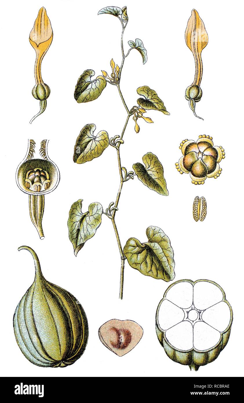 Birthwort (Aristolochia clematitis), medicinal and useful plant, chromolithograph, circa 1790 Stock Photo