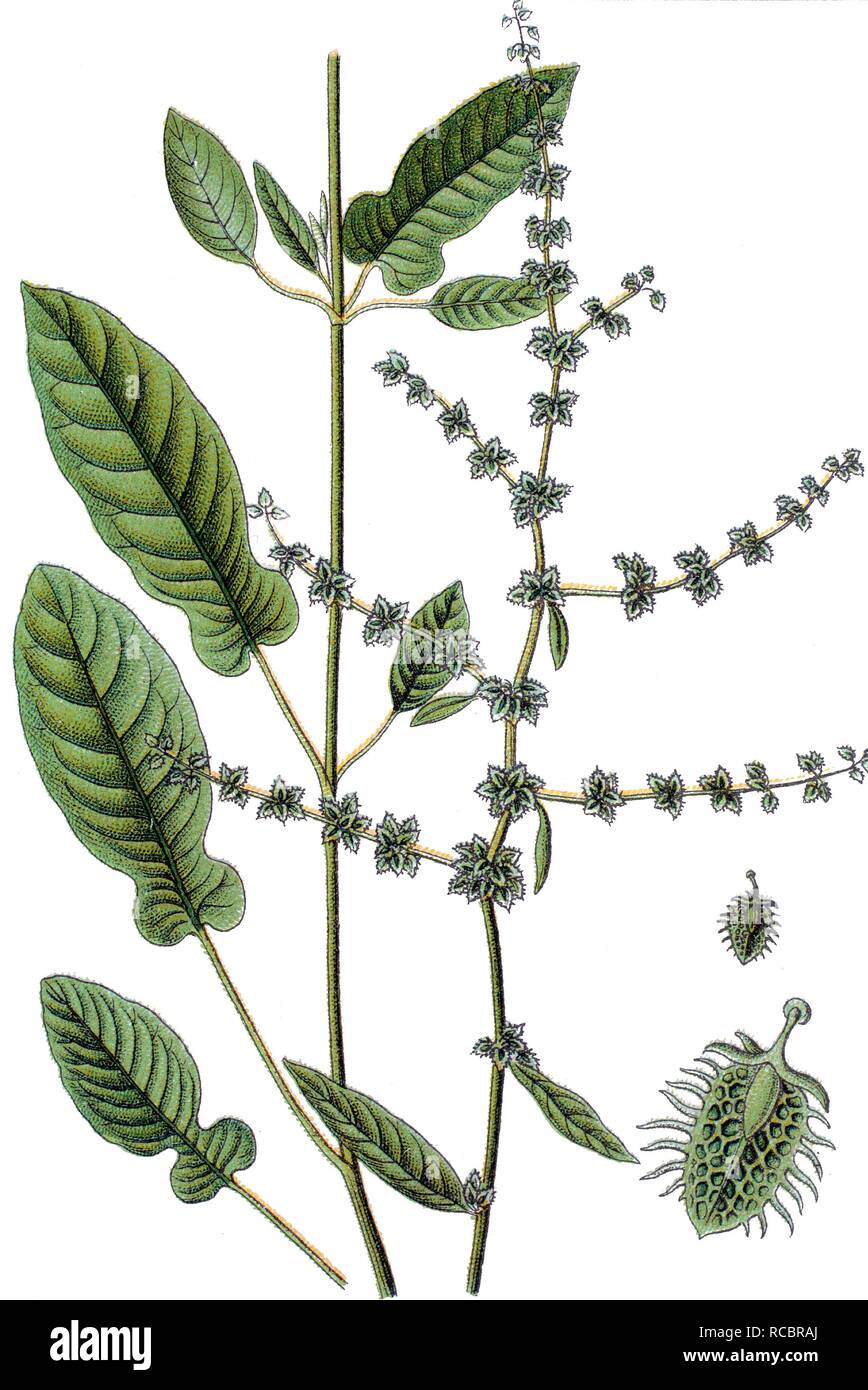 Fiddle Dock, sorrel (Rumex pulcher), medicinal and useful plant, chromolithograph, circa 1790 Stock Photo