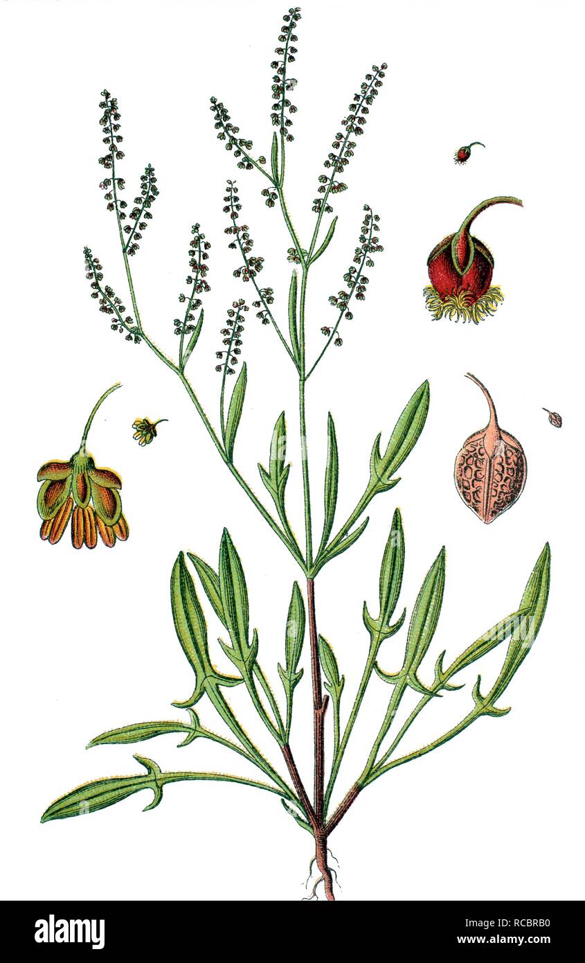 common sorrel vs sheep sorrel