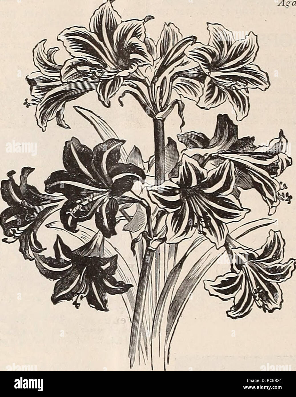 . Dreer's autumn catalogue : 1895. Bulbs (Plants) Catalogs; Flowers Seeds Catalogs; Gardening Equipment and supplies Catalogs; Nurseries (Horticulture) Catalogs; Fruit Seeds Catalogs. Agapanthus. AGAPANTHUS. (African Lily.) Splendid ornamental plants, bearing large clusters of bright blue and pure white flowers on long flower stalks, and lasting a iong time in bloom. There is no finer plant than this for outdoor decoration, planted in large pots or tubs on the lawn, terrace or piazza. It does well in the house or greenhouse in winter, requir- ing but slight protection. It is a rapid grower and Stock Photo