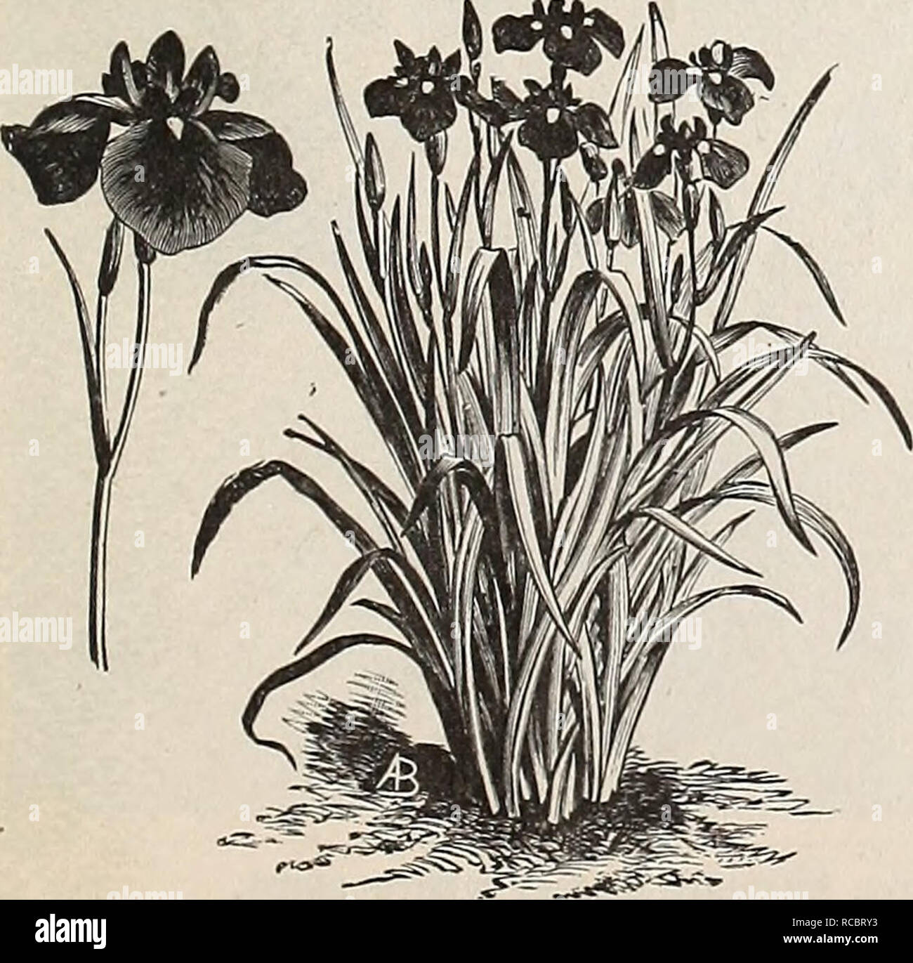 Dreer S Autumn Catalogue 1895 Bulbs Plants Catalogs Flowers Seeds Catalogs Gardening Equipment And Supplies Catalogs Nurseries Horticulture Catalogs Fruit Seeds Catalogs English Iris German Iris German Iris Iris Germanica Well Known