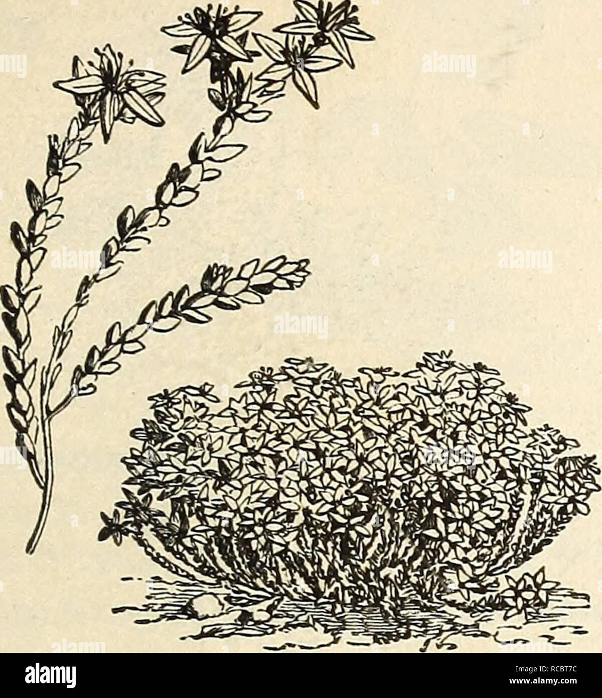 . Ellwanger &amp; Barry's general catalogue : Mount Hope nurseries. GENERAL CATALOGUE. 81 Saxifrag-a (Saxifrage). lingulata rubra. Sibirica. Schmidtii. Sedum (Stone-Crop).. SEDTJM ACRE. ^cre. Aizoon. album. anacampseros. atropurpureum. cruceatum. Tiybriduin. Kamtscliaticuin. Maximowiczii. oppositifolium. populifolium. pulcliellum. pvxrpurascens. robustum or monstrosum. Kodigasi. spectabile. spurium. Telephium hybridum. Telephium purpureum. villosum. ^empervivum (House-Leek). tectorum. .Sileoe (Catchfly). Vallesii. viscosa plena. Silpliium (Rosin-Plant). perfoliatum. iSpirgea (Meadow Sweet). Ar Stock Photo