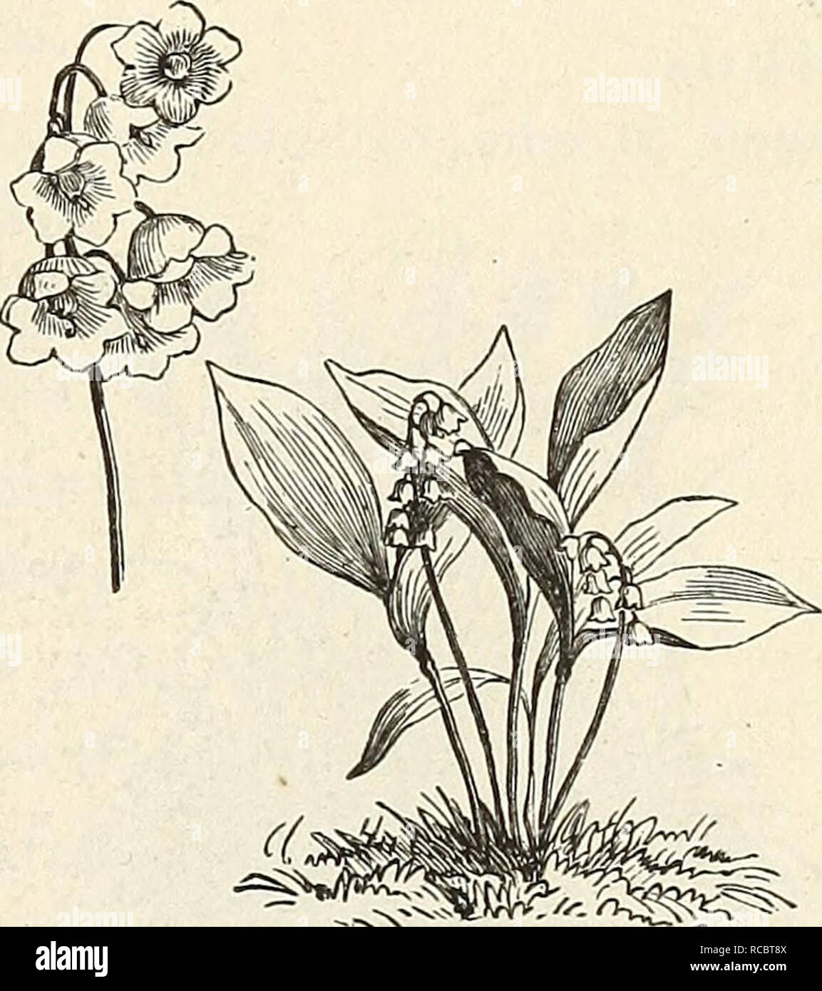 . Ellwanger &amp; Barry's general catalogue : Mount Hope nurseries. â ^ ASTILBE JAPONICA. Japonica. Spir^a. Japonica. 30 cents. Baptisia (False Indigo). australis. caerulea. Betonica (Betony). officinalis. Bocconia (Plume-Poppy). cordata. Bupthalmum. cordifolium. Campanula (Bellflower, Harebell). barbata. 50 cents. grandis. Grosseki. Liamarqueii. latifolia. tnacrantha. Medium rosea. nobilis. nobilis fl. alba. persicifolia alba. persicifolia caerulea plena. rutanica. sarmatica. Trachelium. turbinata. nrticifolia. urticifolia alba. versicolor. Caltha. flore plena. 50 cents. Cassia. Marilandica.  Stock Photo