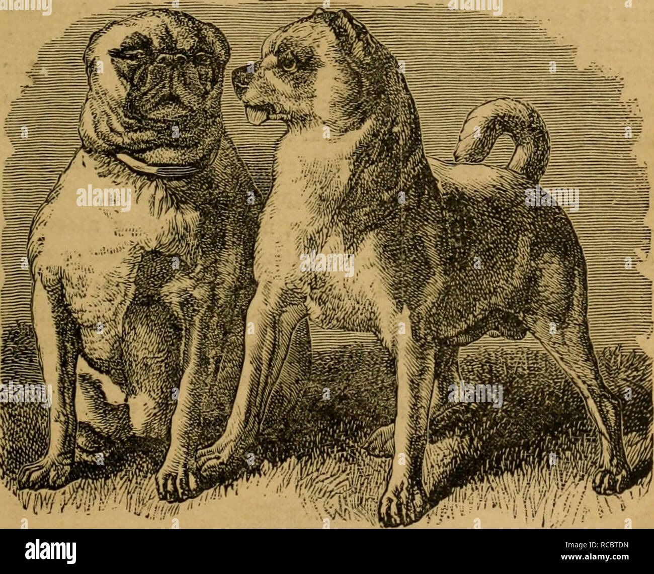 The dogs of Great Britain, America, and other countries. Their breeding,  training, and management in health and disease, comprising all the  essential parts of the two standard works on the dog.