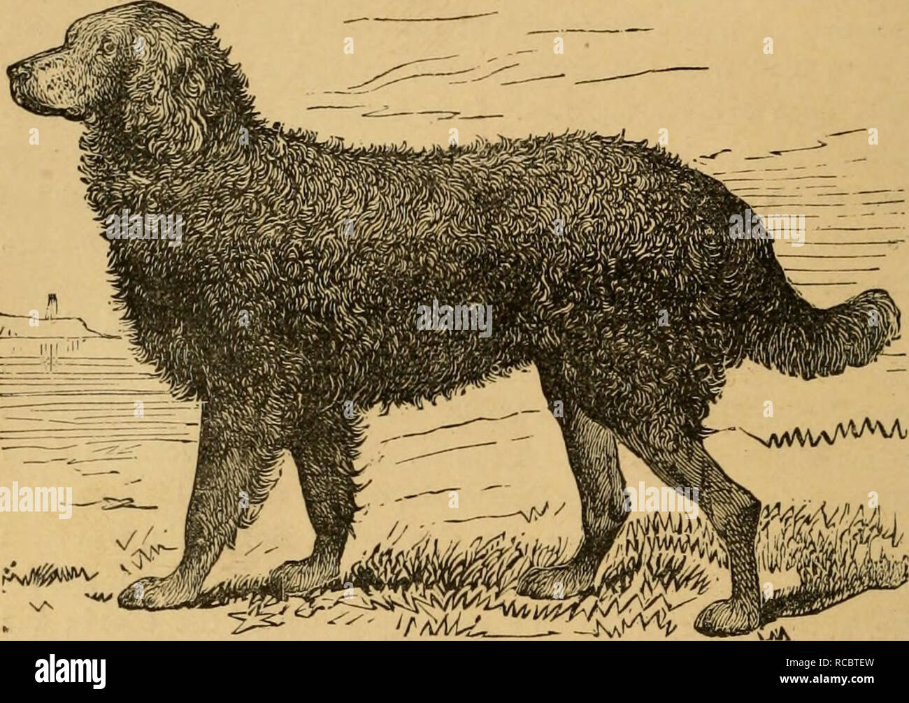 Fiar. 22.—Chesapeake bat dog. THE CHESAPEAKE BAT DOG Is an American variety  of curly-coated retriever whicli has been bred for many years for use in  water-fowl hunting on the waters of