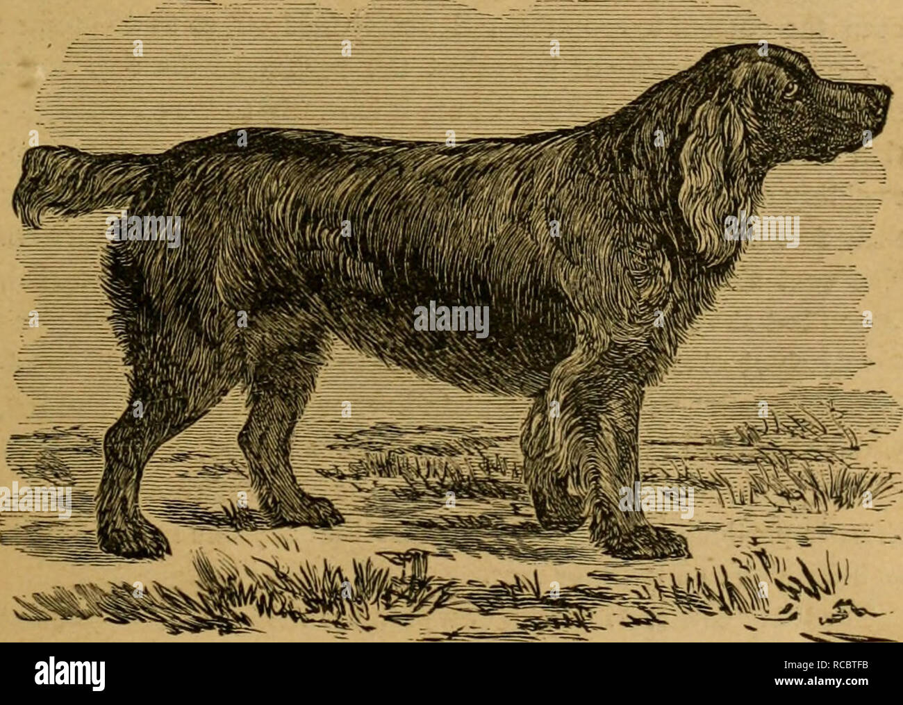 The Dogs Of Great Britain America And Other Countries Their Breeding Training And Management In Health And Disease Comprising All The Essential Parts Of The Two Standard Works On The Dog