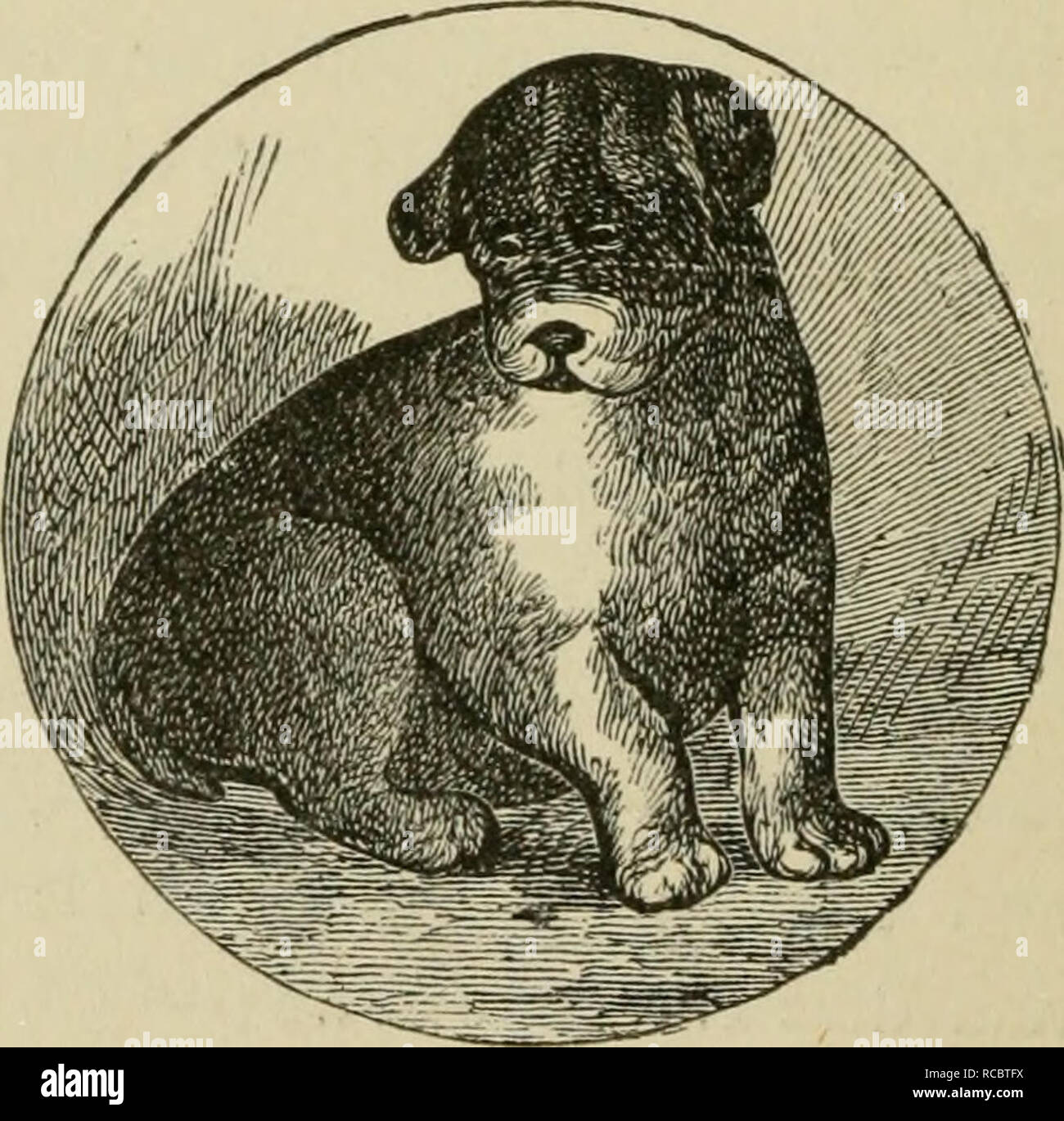 The Dogs Of Great Britain America And Other Countries Dog