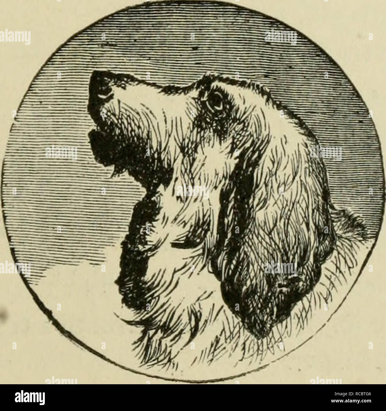 The Dogs Of Great Britain America And Other Countries Dog