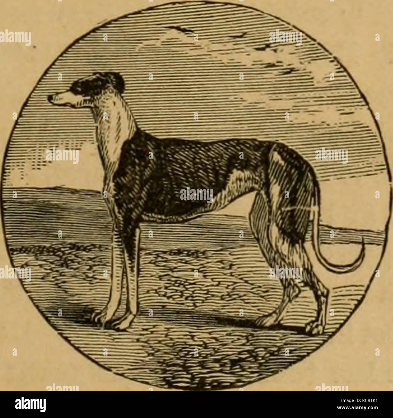 The Dogs Of Great Britain America And Other Countries Their