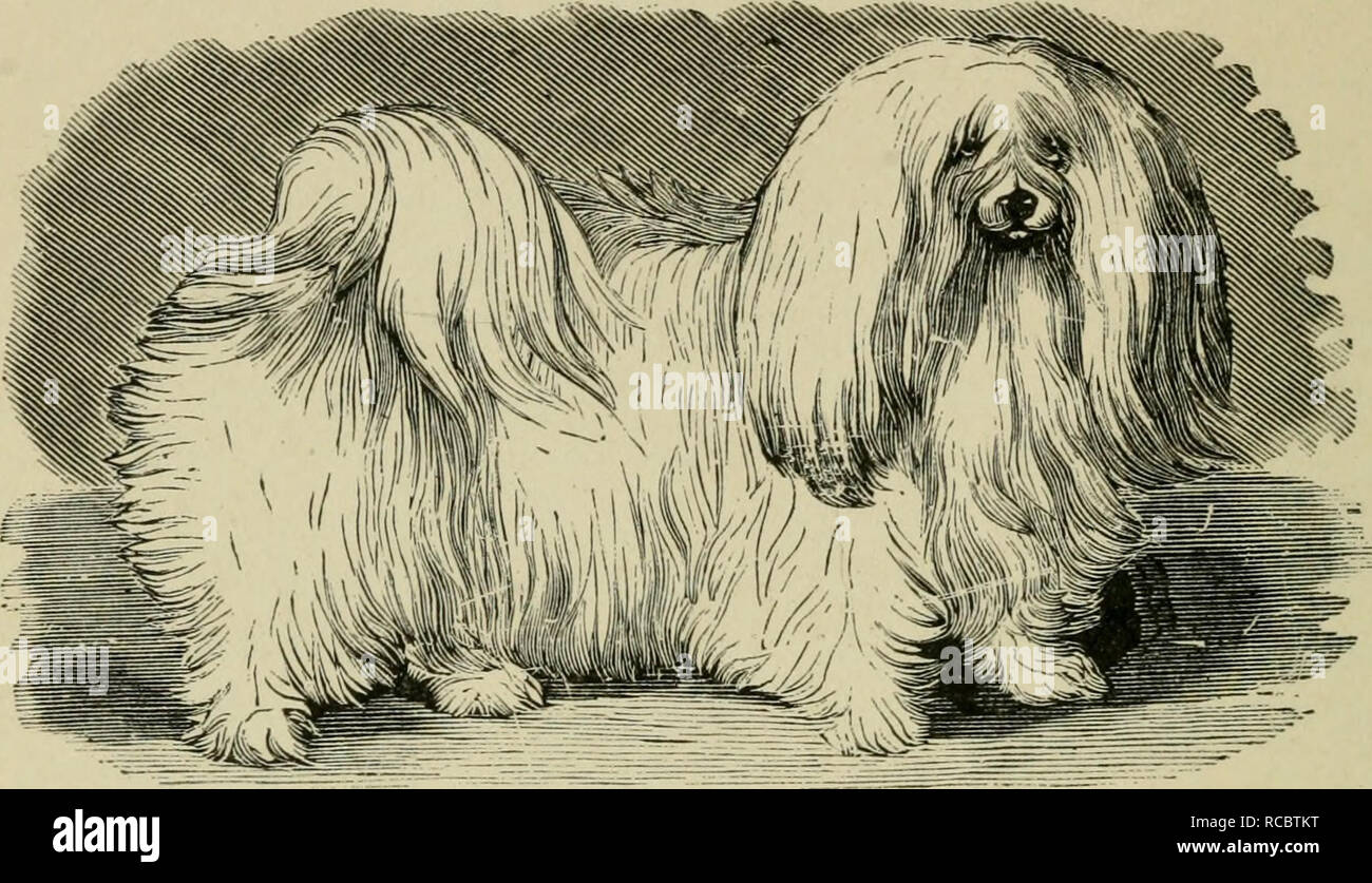 The dogs of Great Britain, America, and other countries. Dog. [from old  catalog]. 154 WATCH DOGS, HOUSE DOGS, AND TOY DOGS.. Fig. 33.—^MALTESE DOG,  FIDO. MALTESE DOG. This beautiful little dog