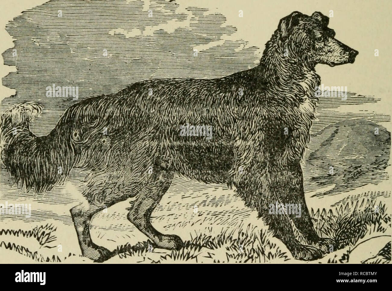 The dogs of Great Britain, America, and other countries. Dog. [from old  catalog]. 128 PASTORAL DOGS, ETC. work, such as is required for t'le  shepherd's purposes, he is untir- ins:, and
