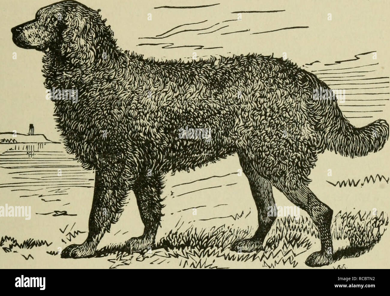 The dogs of Great Britain, America, and other countries. Dog. [from old  catalog]. CHESAPEAKE BAY DOG, 121 ears, tail, and symmetry; added to which,  the cross-bred dog is rery difficult to