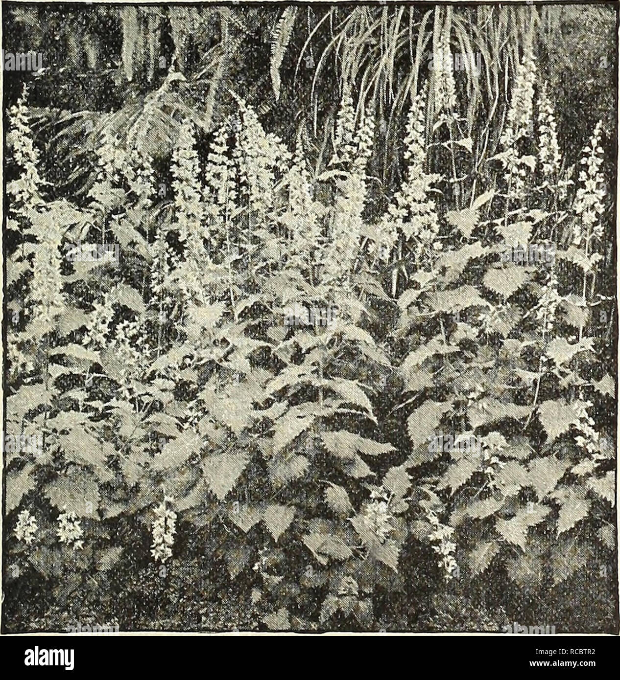 . Dreer's autumn 1902 catalogue. Bulbs (Plants) Catalogs; Flowers Seeds Catalogs; Gardening Equipment and supplies Catalogs; Nurseries (Horticulture) Catalogs; Fruit Seeds Catalogs. Carnation.. Coleus Thyrsoideus. Gainvillea Sandekiana. CAREX. Japonica Variegata. An orna- mental Japanese grass which is extremely useful as a house plant, of easy growth, standing the dry atmosphere of heated rooms with.impunity, and at the same time hardy if planted out in the garden in summer. 15 cts. each ; $1.50 per doz. Cestrum Parqui. (Night-blooming Jessamine.) A beautiful, tender shrub of easy cultivation Stock Photo