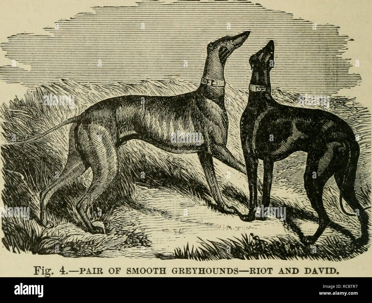 do greyhounds hunt