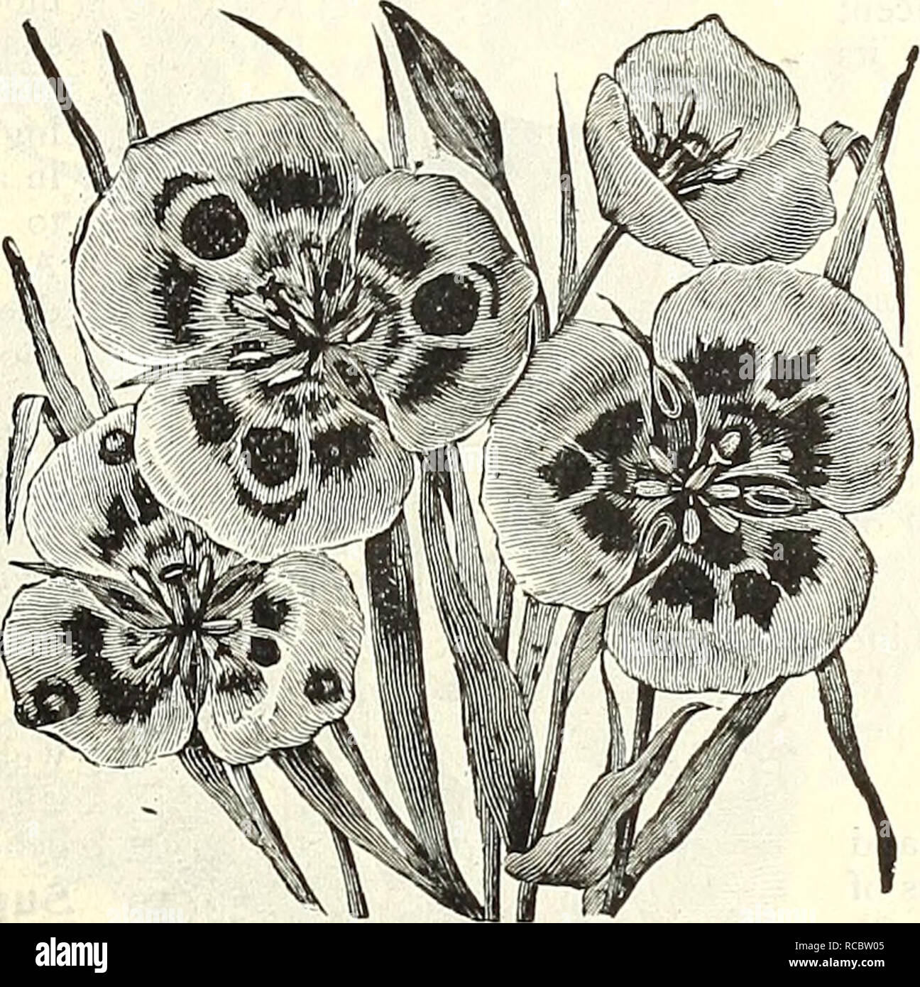 . Dreer's autumn 1902 catalogue. Bulbs (Plants) Catalogs; Flowers Seeds Catalogs; Gardening Equipment and supplies Catalogs; Nurseries (Horticulture) Catalogs; Fruit Seeds Catalogs. Double Anemones, ANEMONE FUEGENS. The Anemone Fulgens is one of the most attractive and desirable flowers for winter forcing or early spring bloom- ing. Its dazzling vermilion flowers are very pretty, and are borne in pro- fusion. 3 cts. each ; 30 cts. per doz.; $2.00 per 100. Anemones free by mail at dozen rates; 15 cts. additional per 100. BABIANA. A charming genus with leaves of darkest green, thickly covered wi Stock Photo