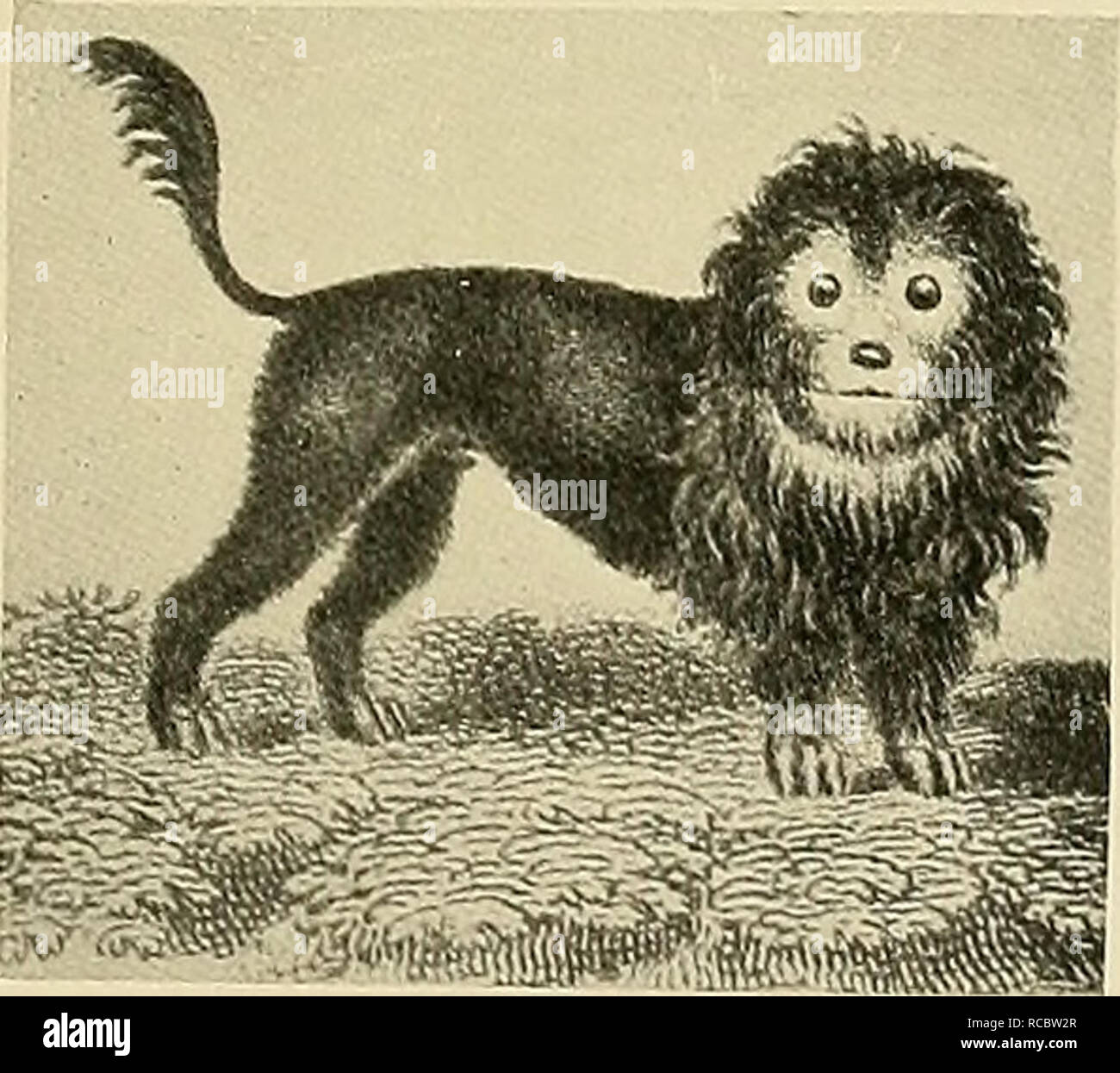 額装「忠犬」Dogs are very loyal 額装「忠犬」Dogs are very loyal 額装「忠犬」Dogs are very