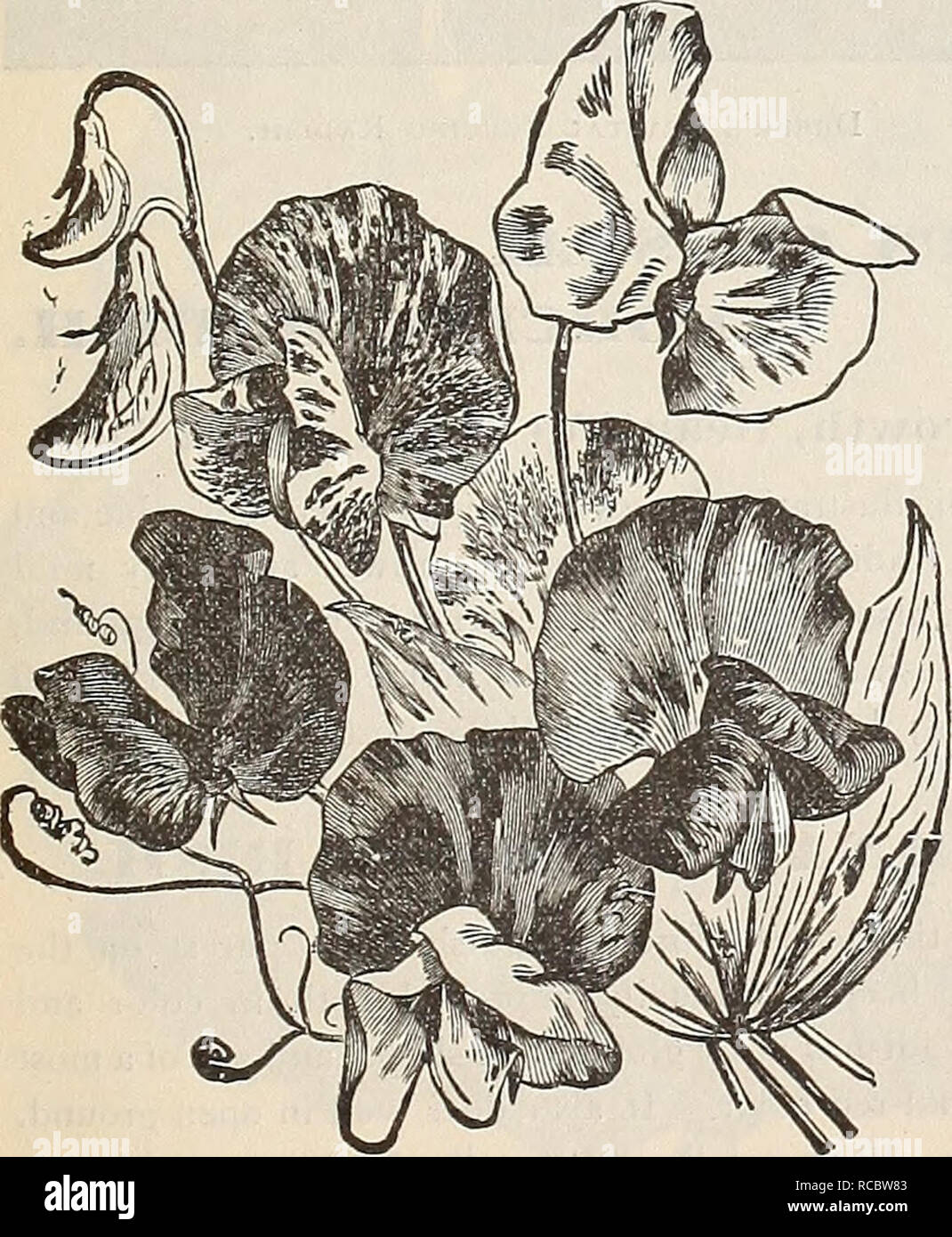 . Dreer's autumn 1901 catalogue. Bulbs (Plants) Catalogs; Flowers Seeds Catalogs; Gardening Equipment and supplies Catalogs; Nurseries (Horticulture) Catalogs; Fruit Seeds Catalogs. Bugnot's Superb Blotched Pansy. â âBracteatum. Large orange-scarlet. POLYANTHUS. English Mixed PYRETHKUM hybridum. Single mixed Double Mixed PRIMULA Obconica Grand- pkt. iflora Fimbriata â Floribunda. Yellow â Forbesi. Rose â Veris (Cowslip). Mixed colors â Vulgaris (English Primrose). Yellow PRIMULA sinensis fimbriata (Chinese Fringed). These charming and beautiful plants are indispensable for winter and spring de Stock Photo