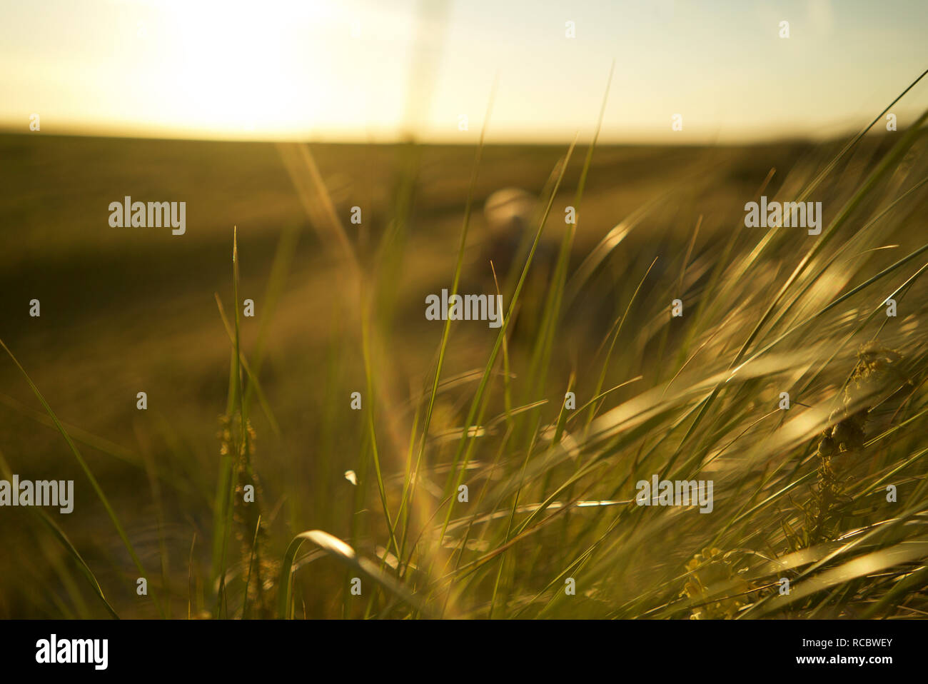 Close up high grass hi-res stock photography and images - Alamy
