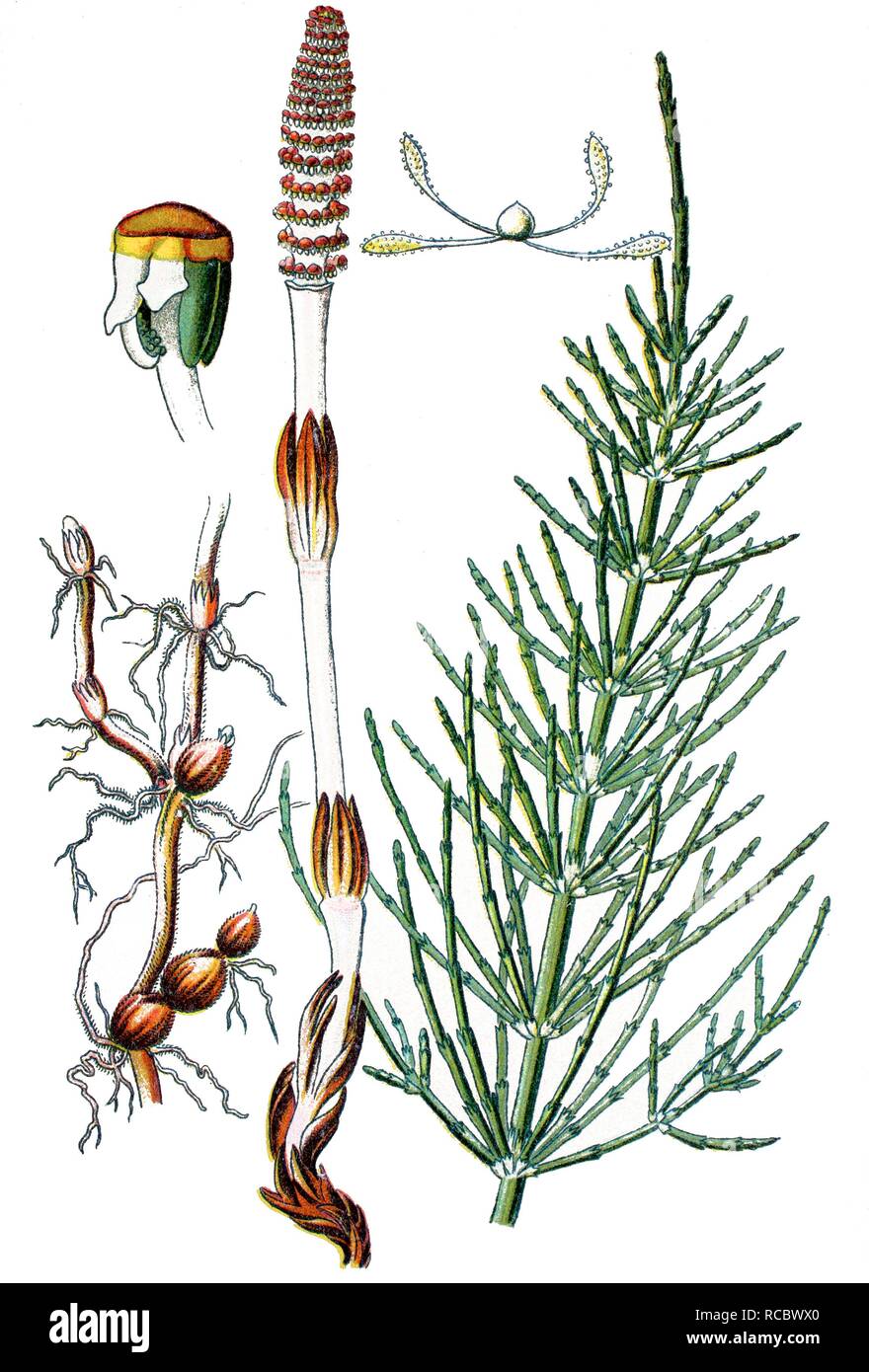 Field Horsetail or Common Horsetail (Equisetum arvense), a medicinal plant, historical chromolithography, ca. 1870 Stock Photo