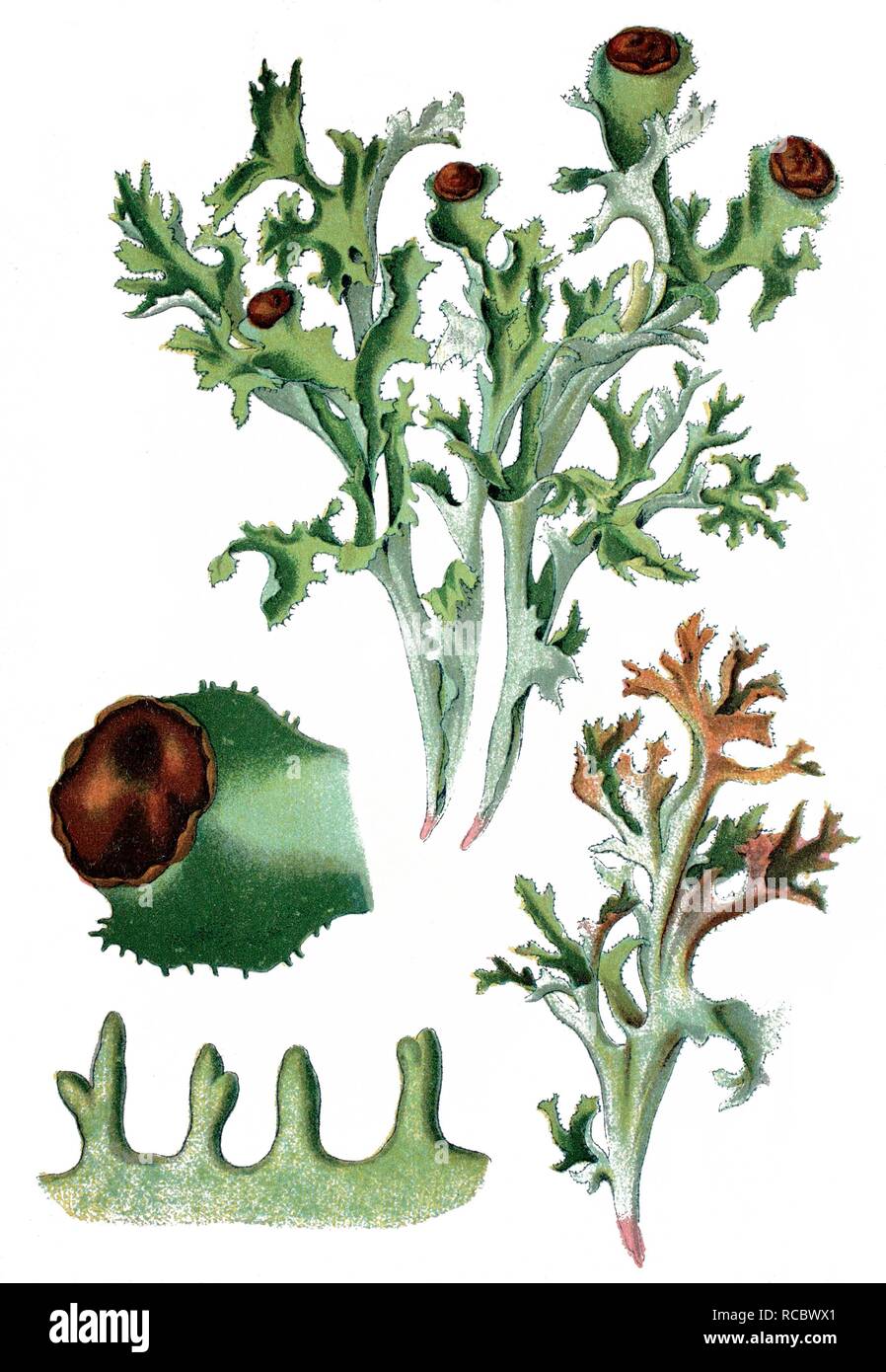 Iceland Moss (Cetraria islandica), a medicinal plant, historical chromolithography, ca. 1870 Stock Photo
