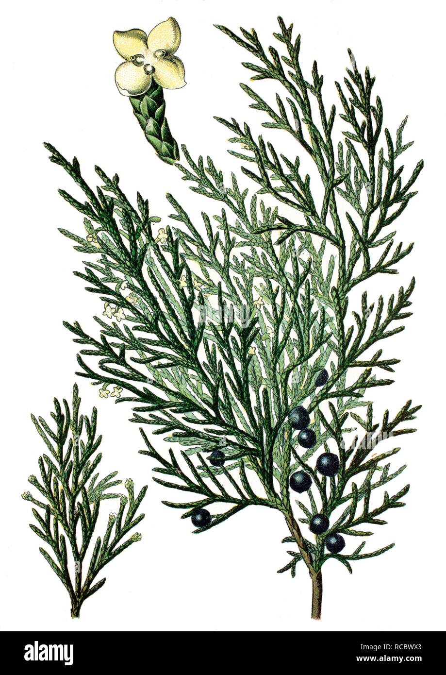 Savin Juniper or Savin (Juniperus sabina), a medicinal plant, historical chromolithography, ca. 1870 Stock Photo