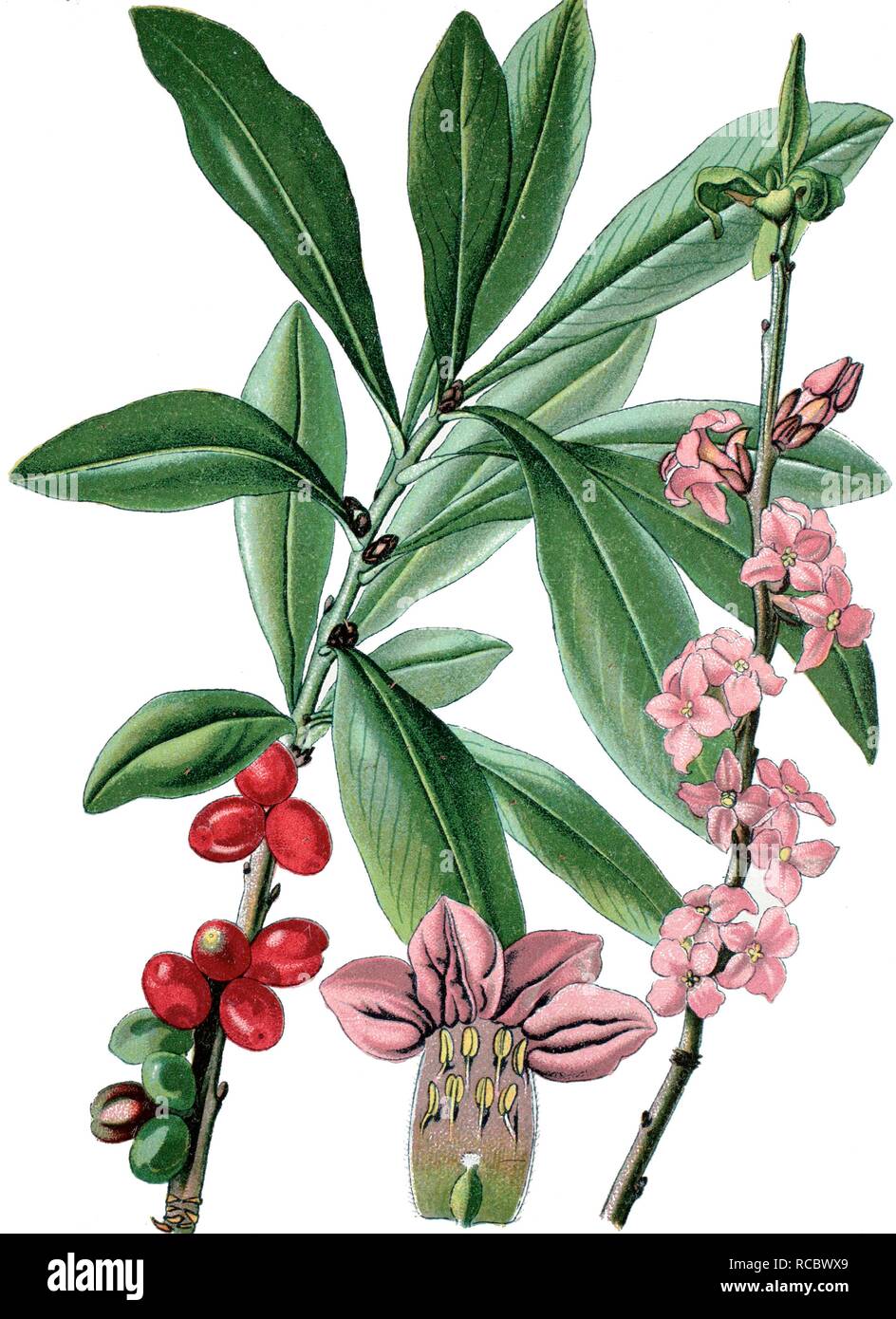 February Daphne (Daphne mezereum), a medicinal plant, historical chromolithography, ca. 1870 Stock Photo