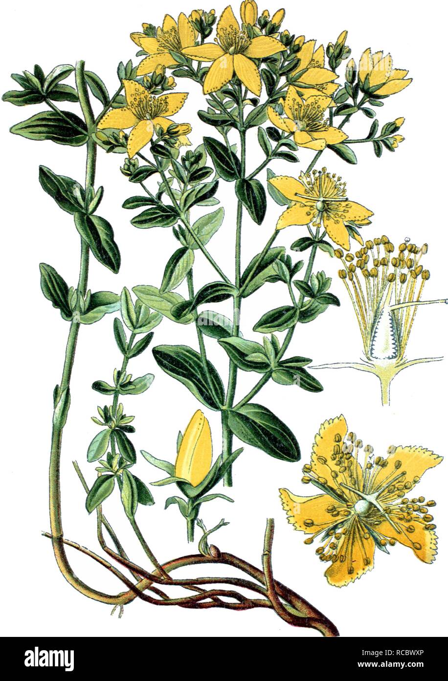 St. John's Wort (Hypericum perforatum), a medicinal plant, historical chromolithography, ca. 1870 Stock Photo
