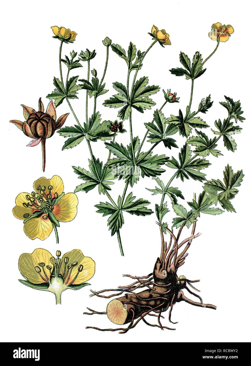 Common Tormentil (Potentilla tormentilla), a medicinal plant, historical chromolithography, ca. 1870 Stock Photo