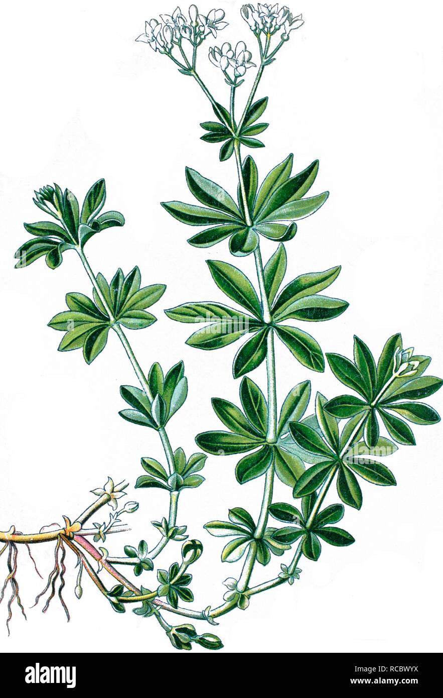 Woodruff (Asperula odorata), a medicinal plant, historical chromolithography, ca. 1870 Stock Photo