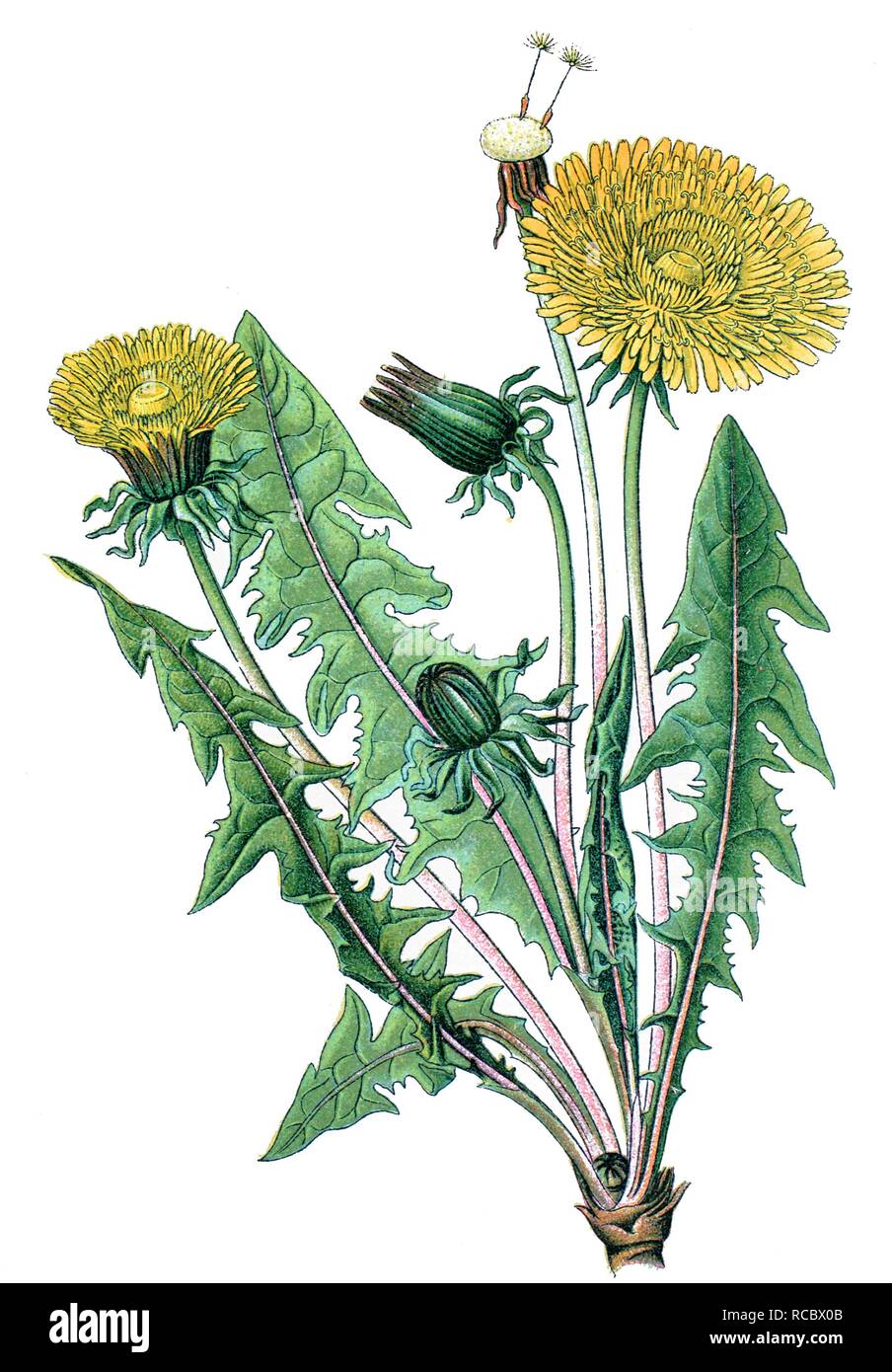 Dandelion (Taraxacum officinale), a medicinal plant, historical chromolithography, ca. 1870 Stock Photo