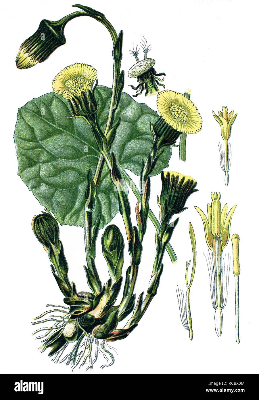 Coltsfoot (Tussilago farfara), a medicinal plant, historical chromolithography, ca. 1870 Stock Photo