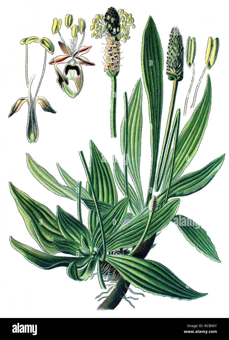 Ribwort plantain, English plantain, Buckhorn plantain or Narrowleaf plantain, medicinal plant, historical chromolithography Stock Photo