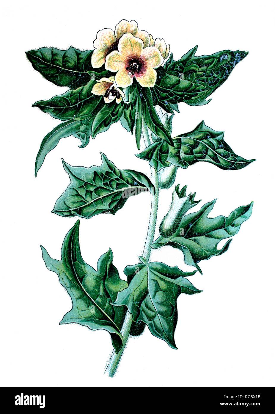 Stinking nightshade or Black henbane (Hyoscyamus niger), medicinal