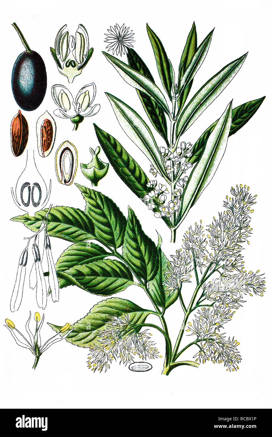 Olive trees to the left and right Cut Out Stock Images & Pictures Alamy