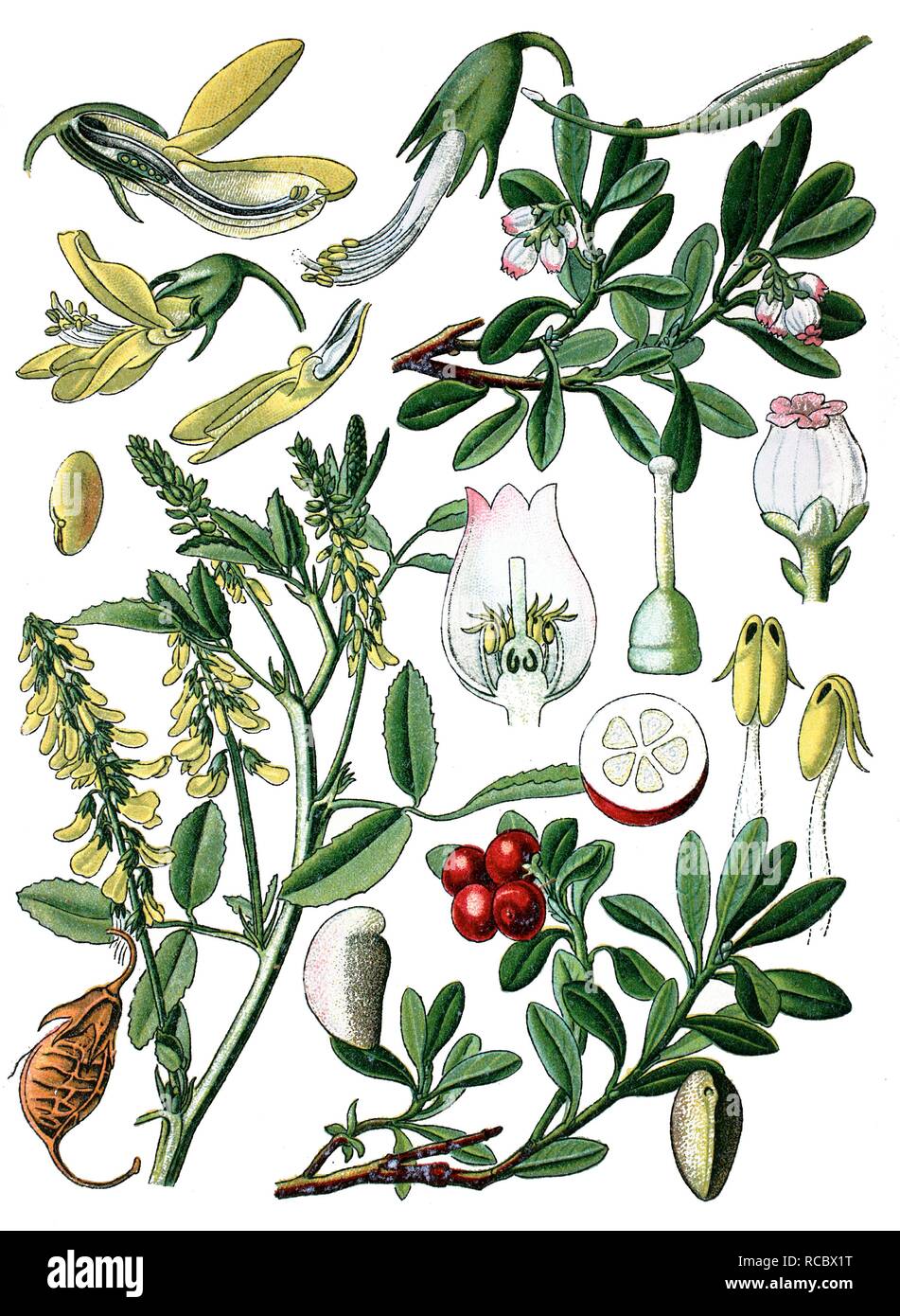 Yellow sweet clover, yellow melilot, ribbed melilot or common melilot (Melilotus officinalis), left, and (Arctostaphus Stock Photo