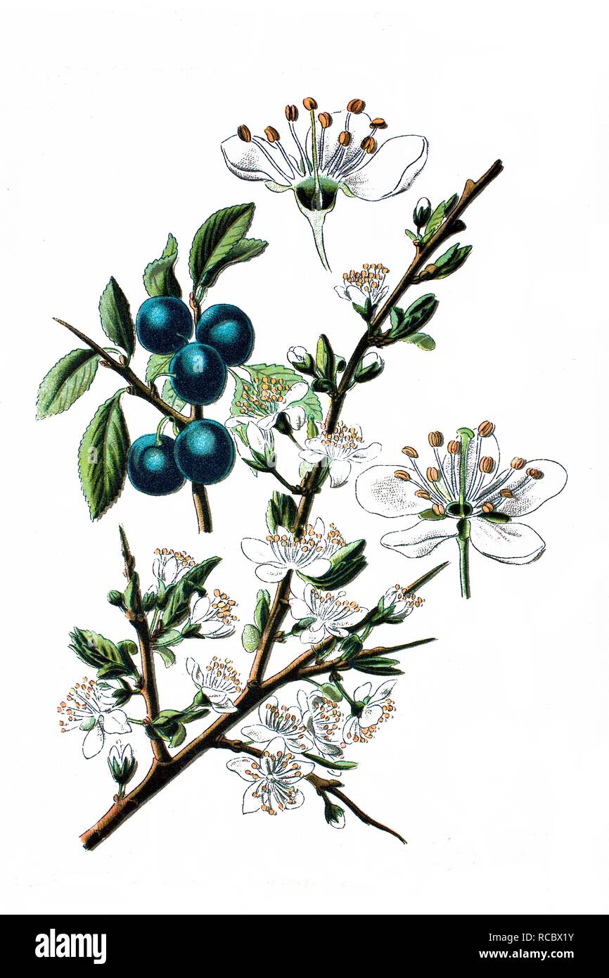Blackthorn or Sloe (Prunus spinosa), medicinal plant, historical  chromolithography, about 1870 Stock Photo - Alamy