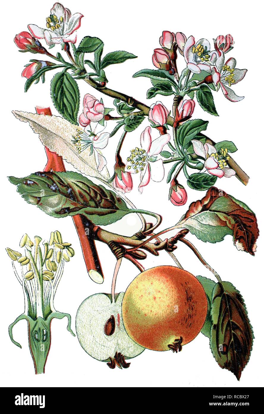 Apple tree (Pyrus malus, Malus domestica), useful plant, historical chromolithography, about 1870 Stock Photo