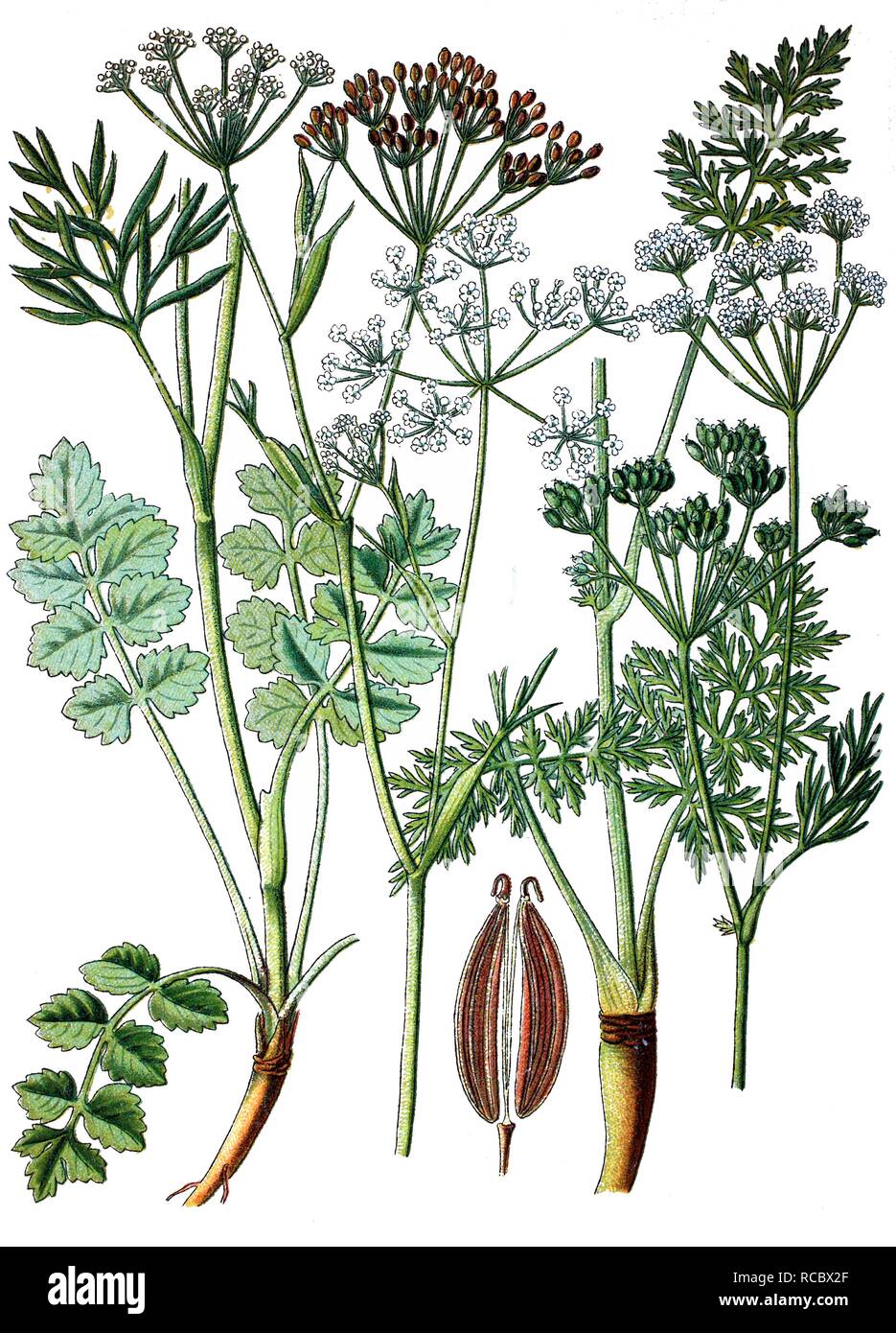 Caraway (Carum carvi), left, and Burnet Saxifrage (Pimpinella saxifraga), right, medicinal plants, historical chromolithography Stock Photo
