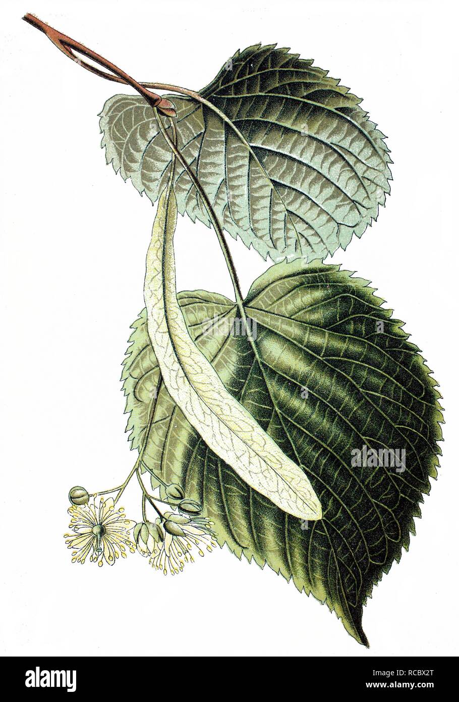 Lime tree (Tilia grandifolia), crop, useful plant, medicinal plant, historical chromolithography, about 1870 Stock Photo