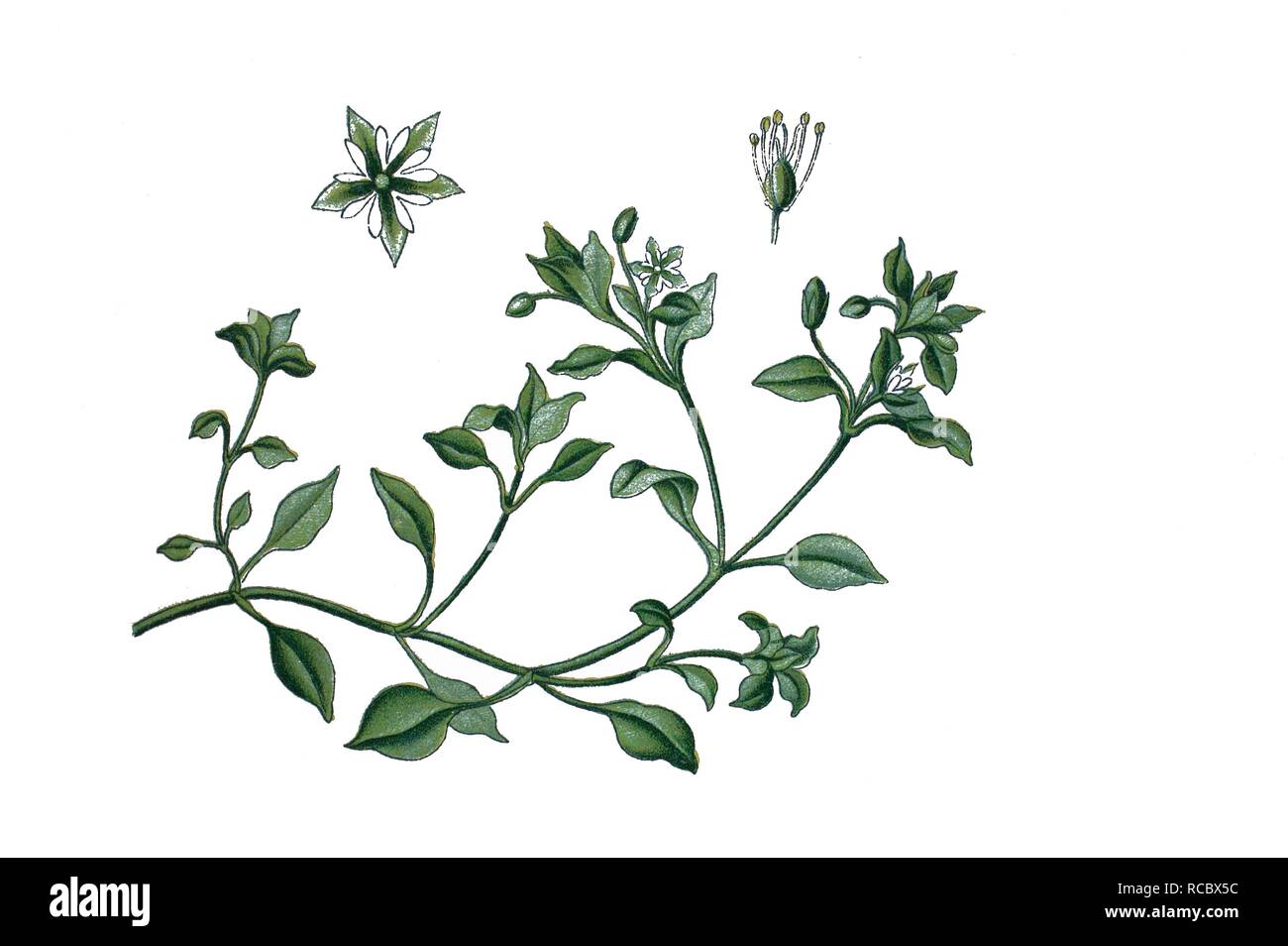 Chickweed, winterweed (Stellaria media), medicinal plant, historical chromolithography, 1870 Stock Photo