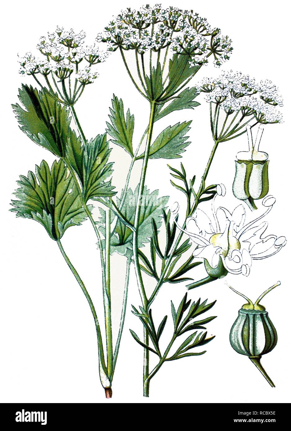 Anise (Pimpinella anisum), medicinal plant, historical chromolithography, 1870 Stock Photo