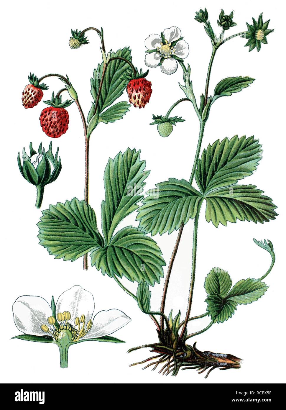 Wild strawberry (Fragaria vesca), medicinal plant, historical chromolithography, 1870 Stock Photo