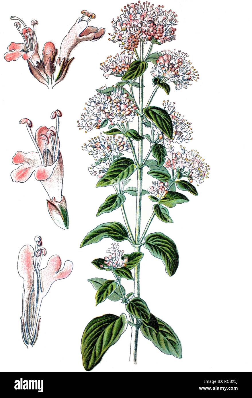 Oregano (Origanum vulgare), medicinal plant, historical chromolithography, 1870 Stock Photo