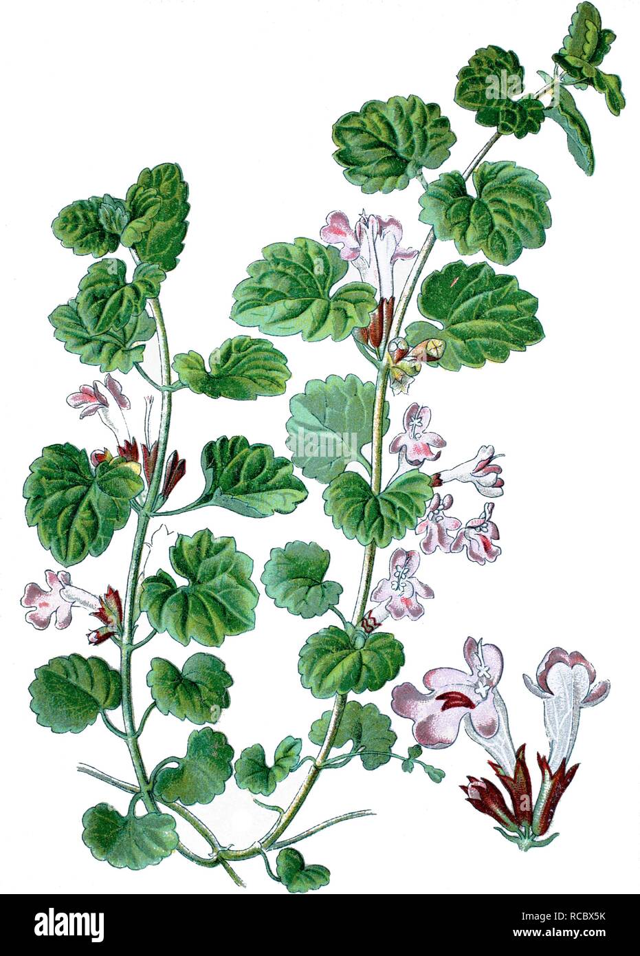 Ground-ivy, gill-over-the-ground (Glechoma hederacea), medicinal plant, historical chromolithography, 1870 Stock Photo