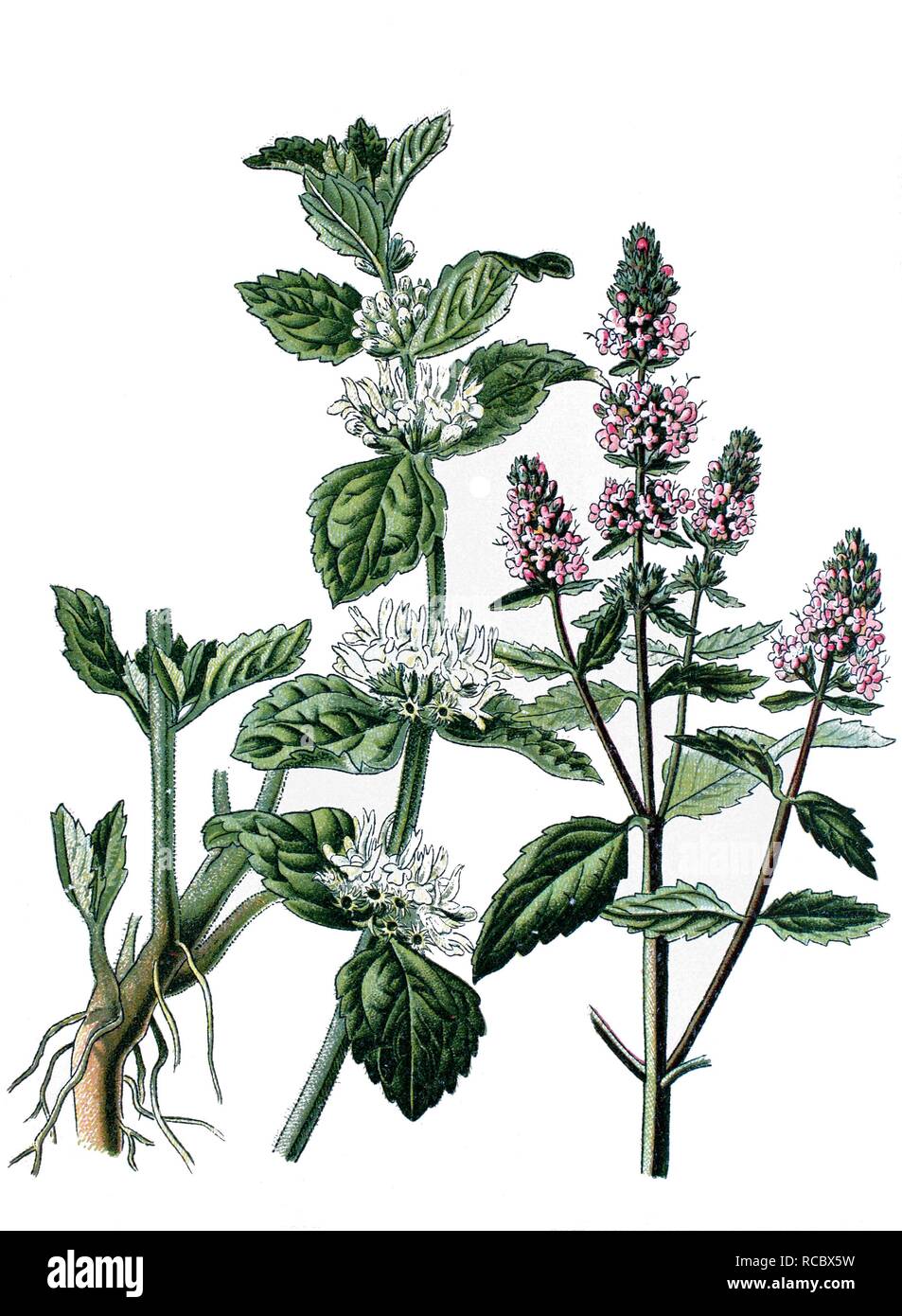 White horehound (Marrubium vulgare) on the left, peppermint (Mentha piperita) on the right, medicinal plants Stock Photo