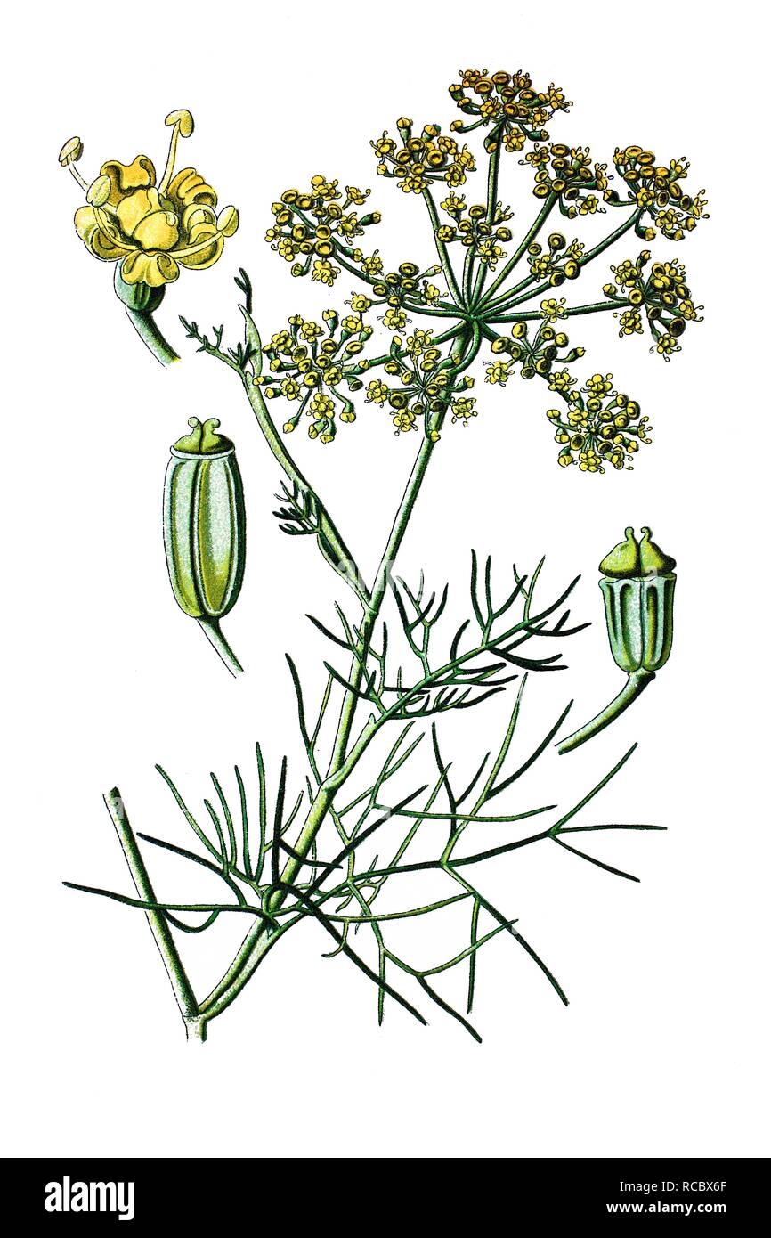 Foeniculum vulgare fennel illustration hires stock photography and