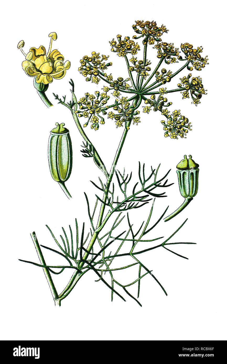 Fennel (Foeniculum officinale), medicinal plant, historical chromolithography, 1870 Stock Photo