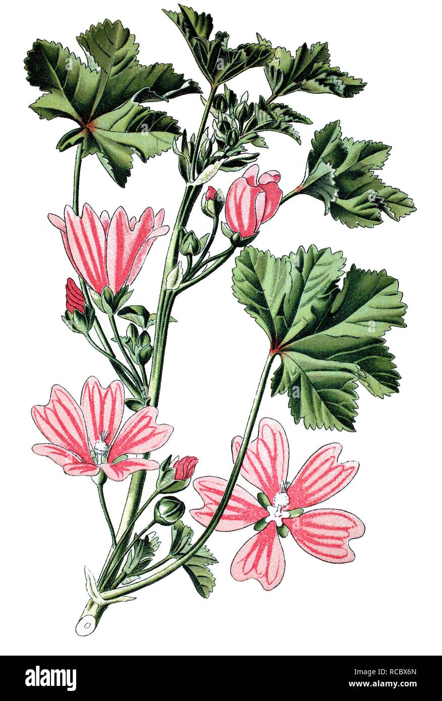 Common mallow (Malva sylvestris), medicinal plant, historical chromolithography, 1870 Stock Photo