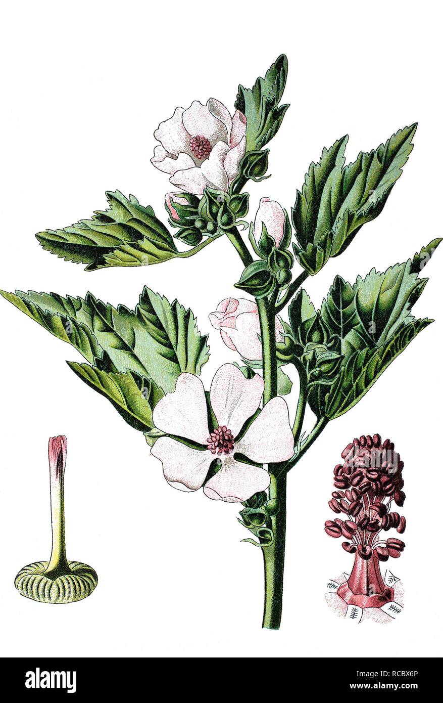 Marshmallow, marsh mallow (Althaea officinalis), medicinal plant, historical chromolithography, 1870 Stock Photo